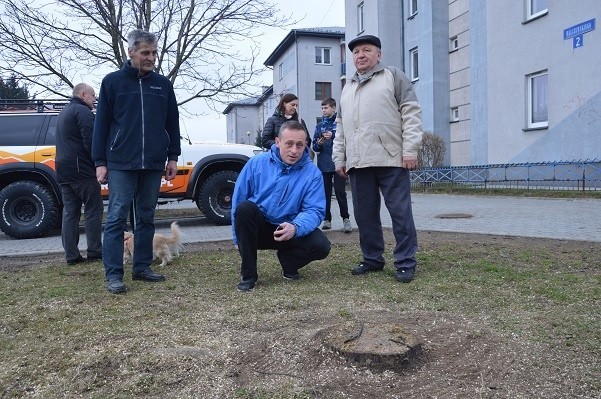 Nowy Sącz. Mieszkańcy bloków STBS nie zdążyli obronić drzew 