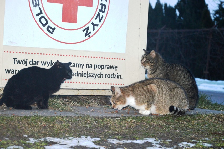 Oni mają wielkie serce do kotów. W Bytowie działają...