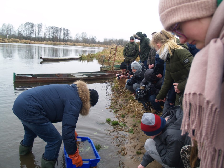 Ostrołęka. Do Narwi wpuszczono ponad 200 par raków