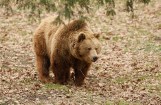 Tatry Słowackie: Niedźwiedzie niszczą... cmentarze w Starym Smokowcy i Łomnicy