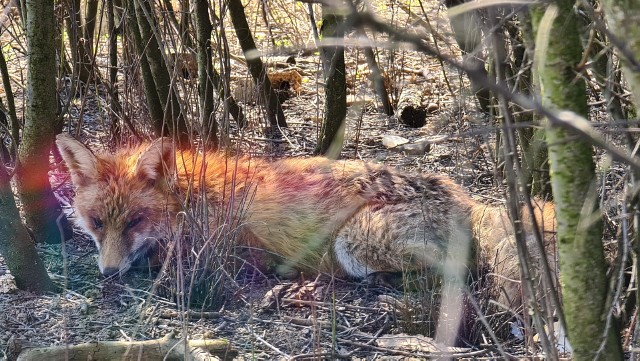 Obrońcy praw zwierząt zarzucają sandomierskiej Straży Miejskiej  znęcanie się nad rannym lisem.