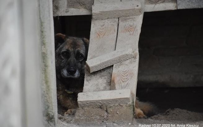 Psy ze schroniska w Radysach potrzebują naszej pomocy. Trwa zbiórka w internecie