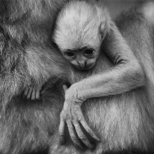 Portrety psychologiczne zwierząt w zoo to niezwykłe zdjęcia, które niosą za sobą refleksję.