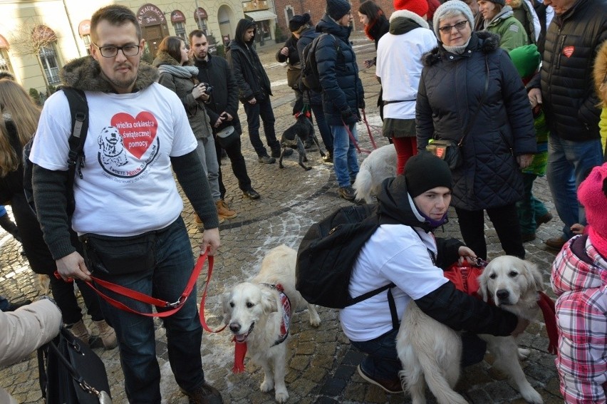 24. Finał WOŚP we Wrocławiu. Kwestują właściciele psów rasy...