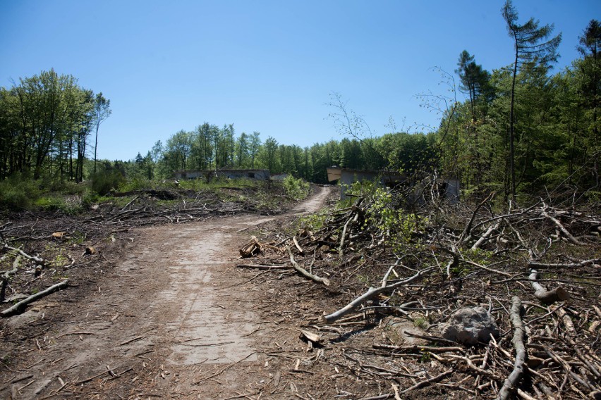 Cztery hektary lasu na Grabówku zostało wycięte prawdopodobnie zgodnie z prawem [ZDJĘCIA]