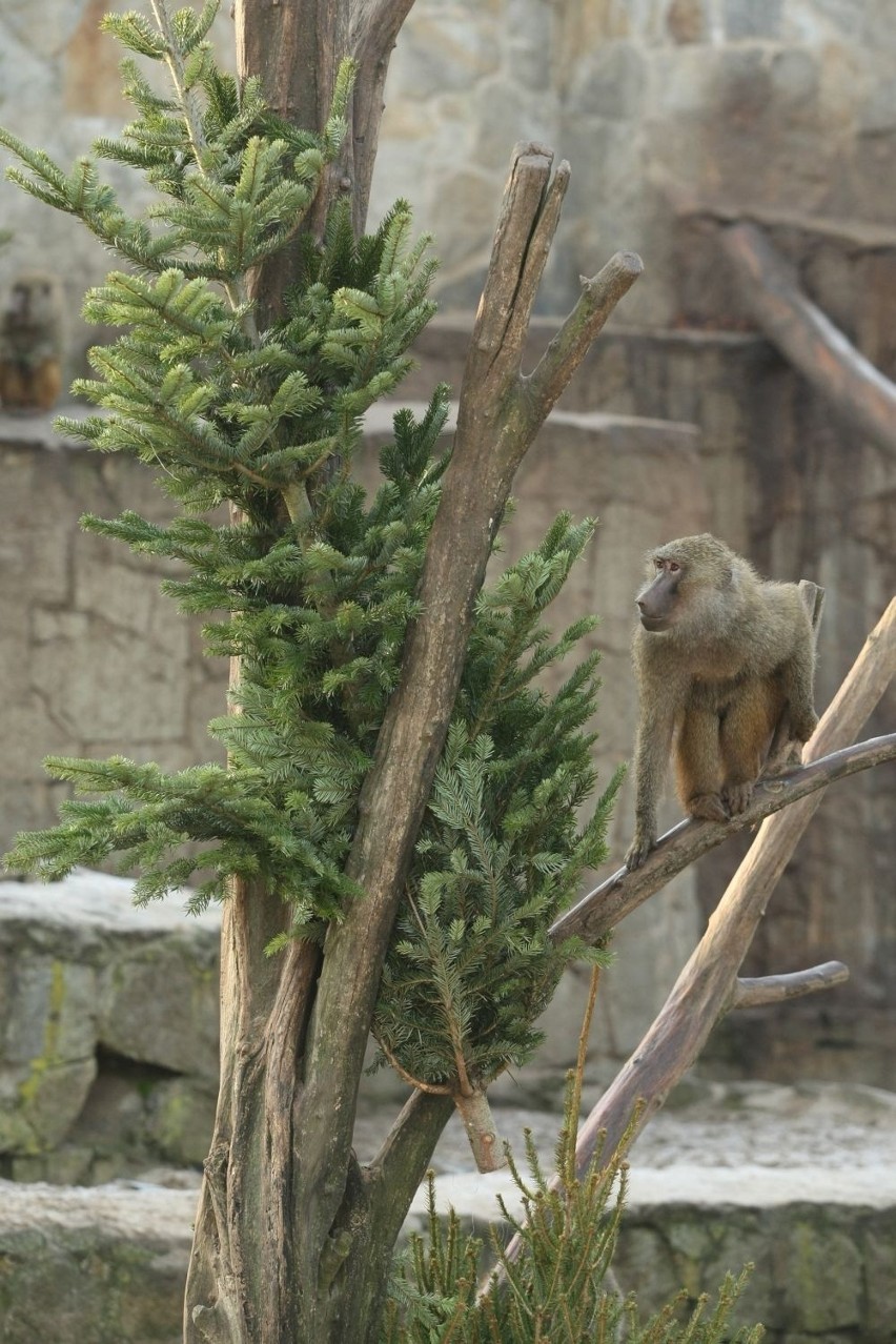 Wigilia w zoo. Zwierzaki korzystały z pogody i... jadły choinki [ZDJĘCIA]