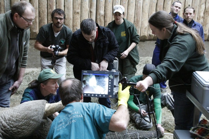 Nowe Zoo: Zębowy problem Ninia. Słoń przeszedł poważną...