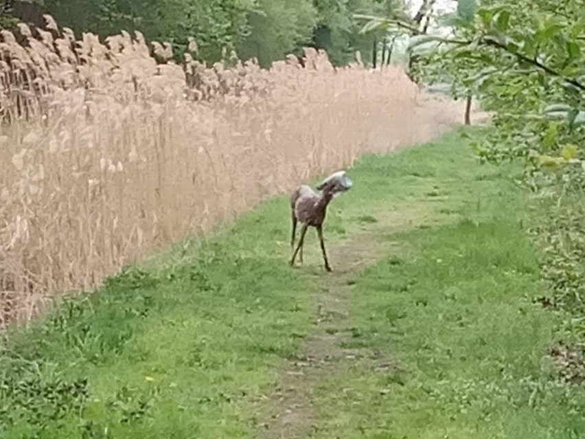 Sarna z butelką na głowie