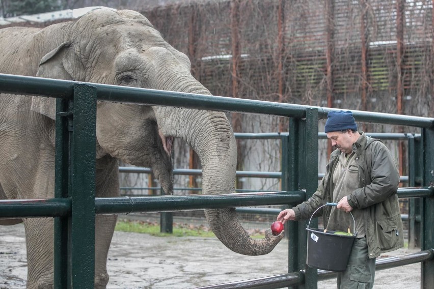 Kraków. Już wkrótce ponowne otwarcie krakowskiego zoo. Znamy datę!