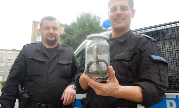 Lęborscy policjanci zatrzymali węża
