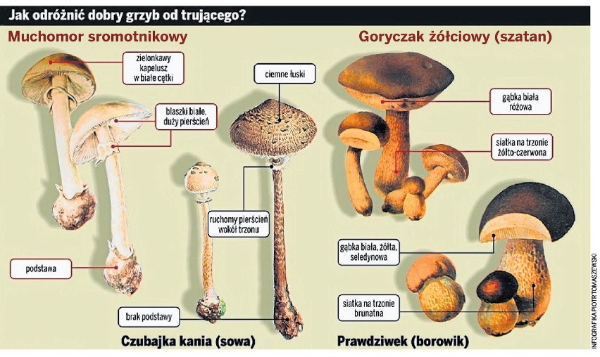 Grzyby 2013: Gdzie wybrać się na grzybobranie? ZOBACZ MIEJSCA