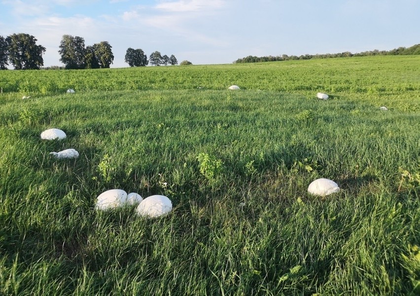 Niezwykłe grzyby w Polsce - purchawki olbrzymie jak piłki do koszykówki. I są jadalne! [zdjęcia]