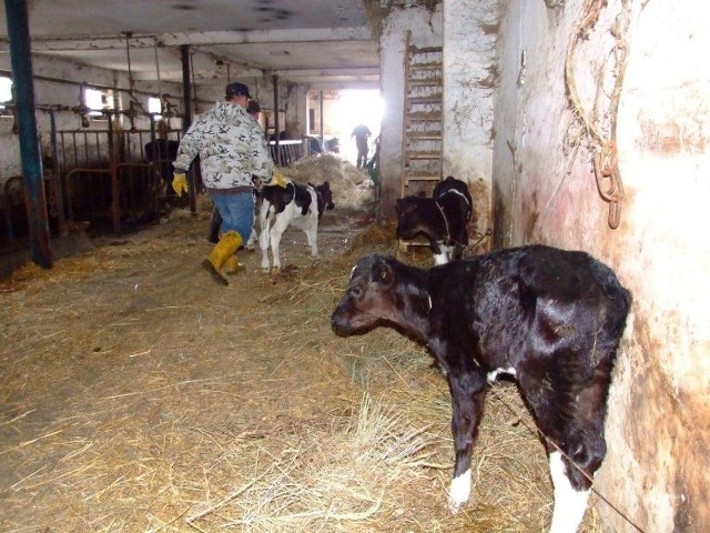 Zwierzęta w gospodarstwie Marka K. były wygłodniałe i zaniedbane.