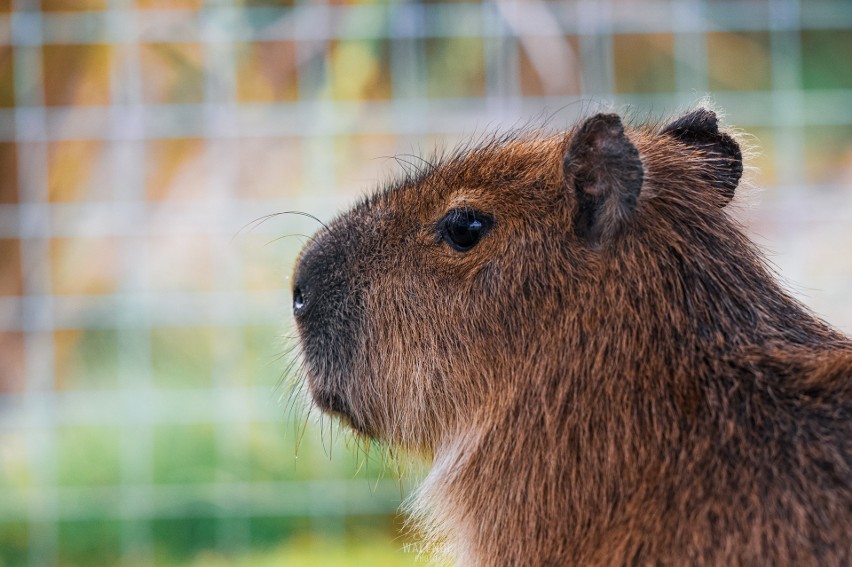 Ale przez większość czasu kapibara to oaza spokoju - może...
