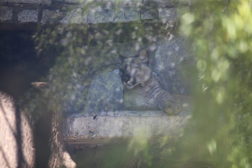 Puma Nubia w Śląskim Ogrodzie Zoologicznym...