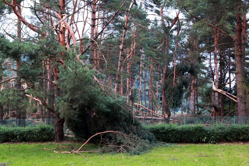 Piwniczna. 40 sekund horroru. Dobę po katakliźmie zniszczony las przeraża [ZDJĘCIA]