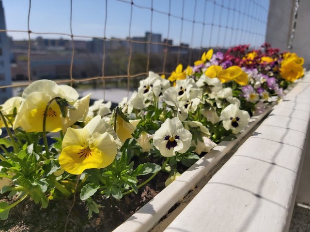 Jak Stworzyc Balkon Przyjazny Pszczolom Poradnik Dziennik Zachodni