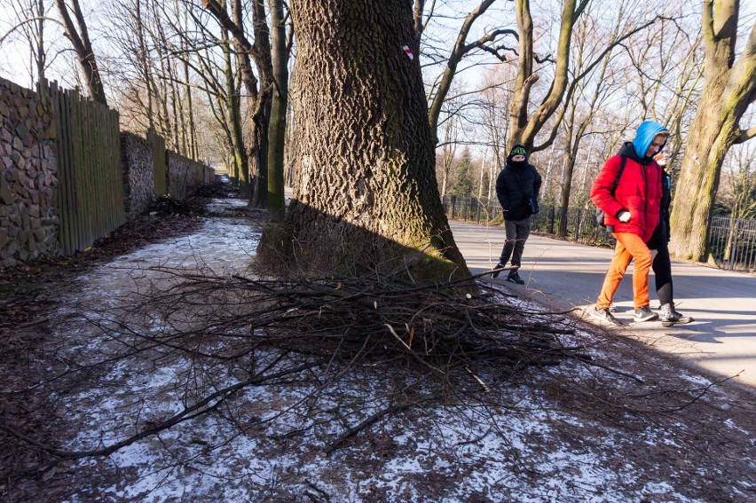 "Koszmarny widok". Krakowianie oburzeni wycinką drzew w al. Waszyngtona [ZDJĘCIA]