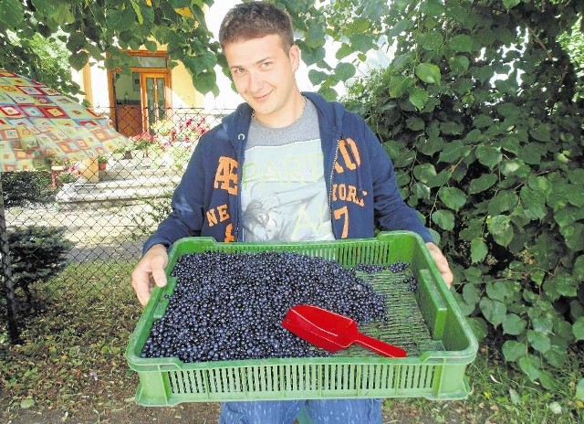 Józef Foks spod Limanowej woli sprzedawać swoje porzeczki na bazarze. To się bardziej opłaca