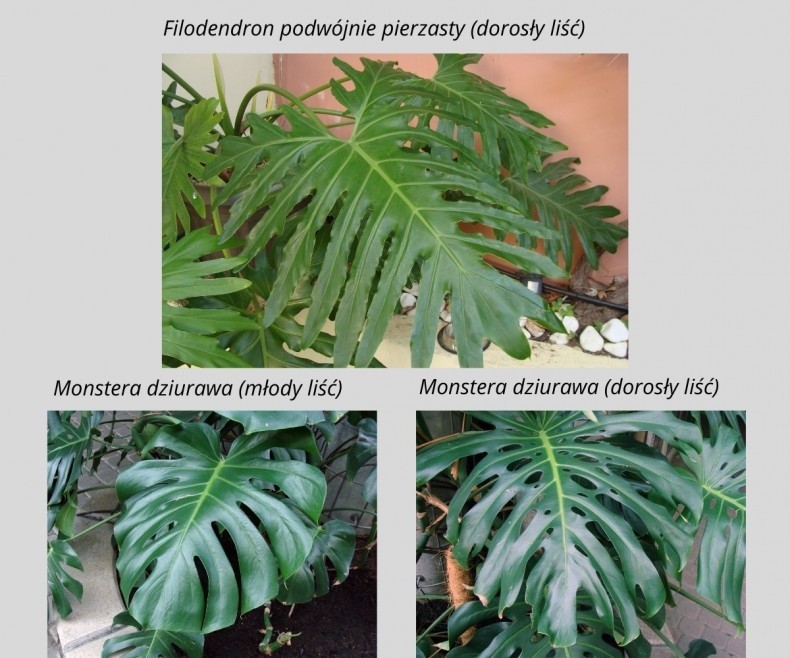 Monstera dziurawa na starszych liściach ma także dziurki, a...