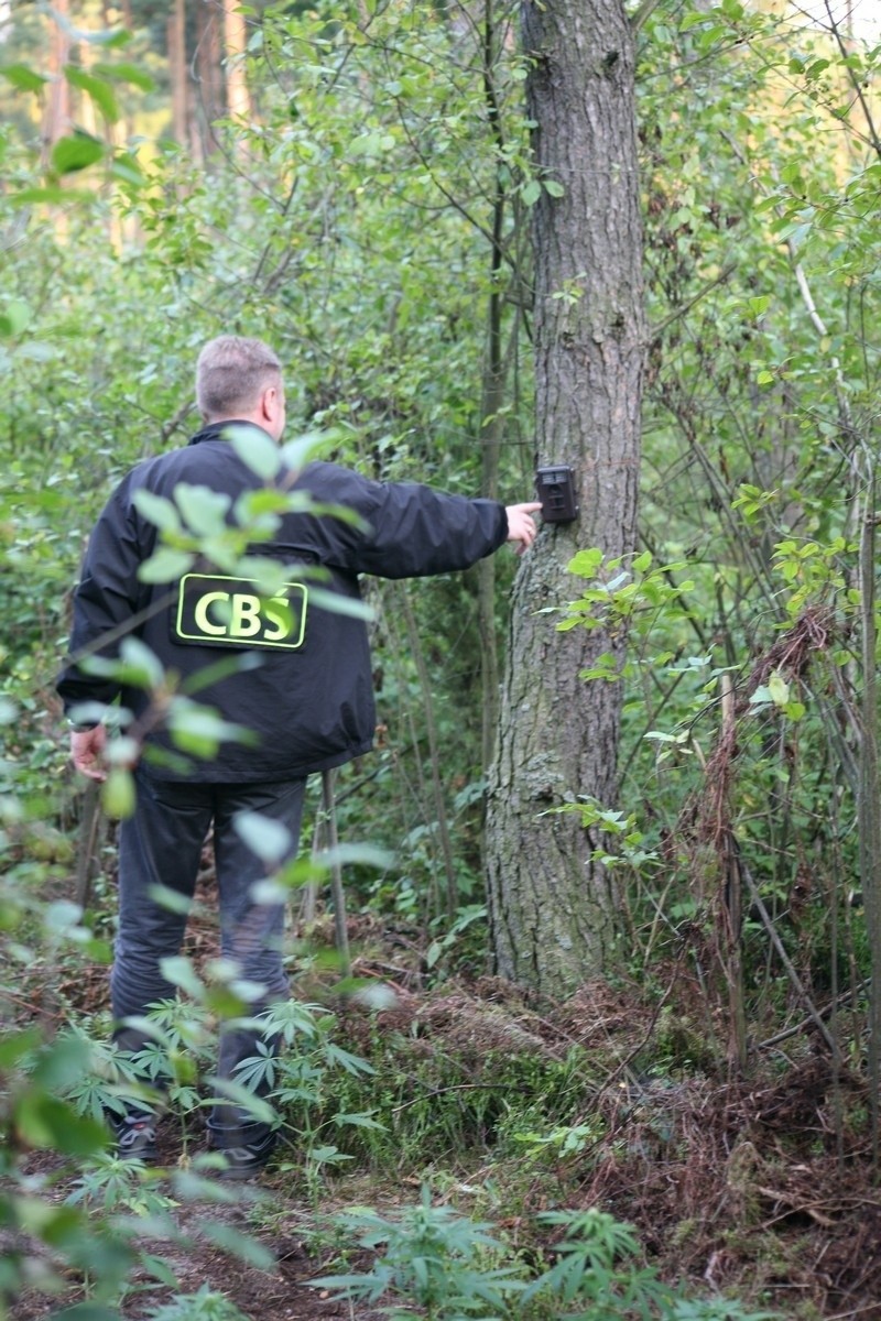 Policjanci znaleźli plantację konopi indyjskich w lesie