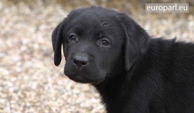 Posłowie mają przyjąć rezolucję wzywającą do wprowadzenia obowiązkowego unijnego systemu rejestracji psów i kotów.