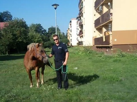 Spłoszony koń biegał po ulicach Kozienic.