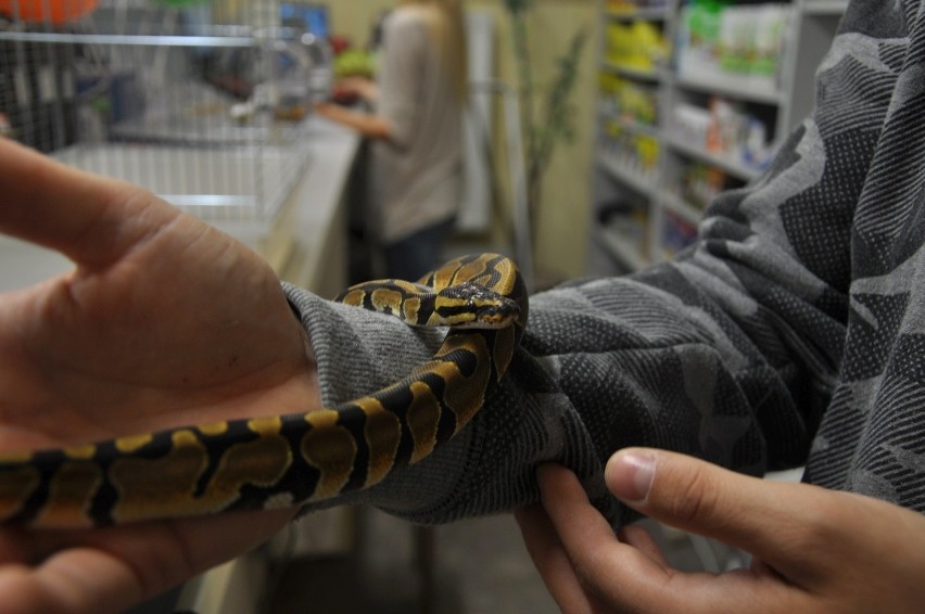 Nowy sklep zoologiczny Kameleon otwarto w Nowinach (ZDJĘCIA)