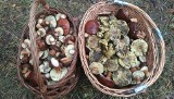 GRZYBOBRANIE 2019 W Lubuskich lasach pojawiły się zielonki. To jedne z najbardziej kontrowersyjnych grzybów. Dlaczego? [ZDJĘCIA]