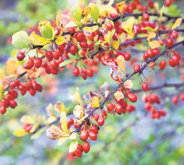 Czerwone owoce berberysu zimą stanowią pożywienie dla ptakówCzerwone owoce berberysu zimą stanowią pożywienie dla ptaków.