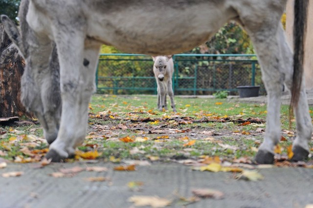 Osiołki ze Starego Zoo doczekały się potomstwa [ZDJĘCIA]