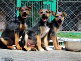 Tarnów. Blisko setka psiaków w tarnowskim azylu czeka na nowy dom [ZDJĘCIA]