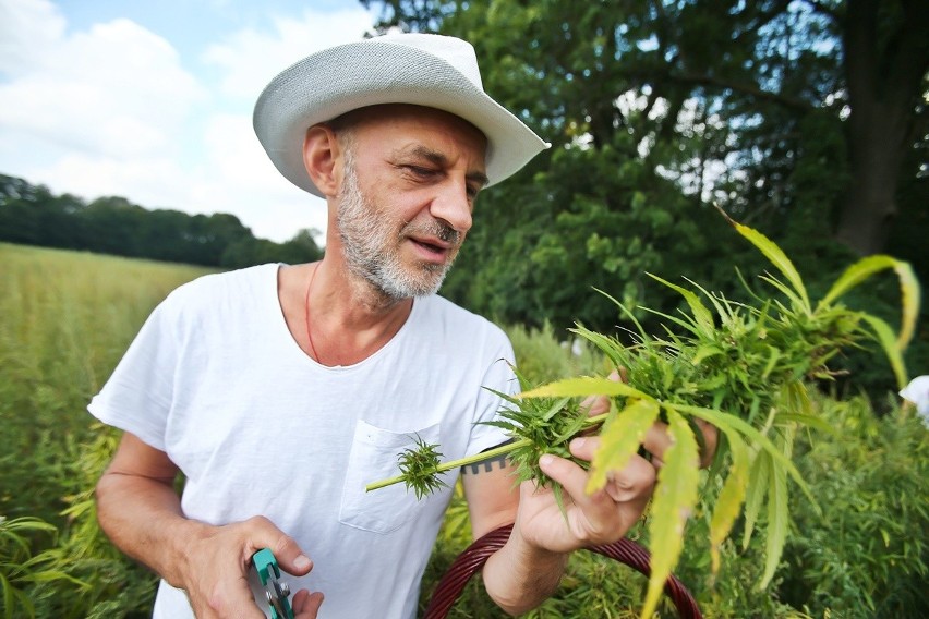 Na podwrocławskiej plantacji konopi ruszyły żniwa. Rośliny...