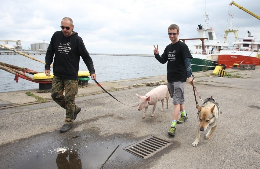 Akcja Pies Szuka Domu. Wolontariusze przejdą wzdłuż wybrzeża... ze świnką [ZDJĘCIA]