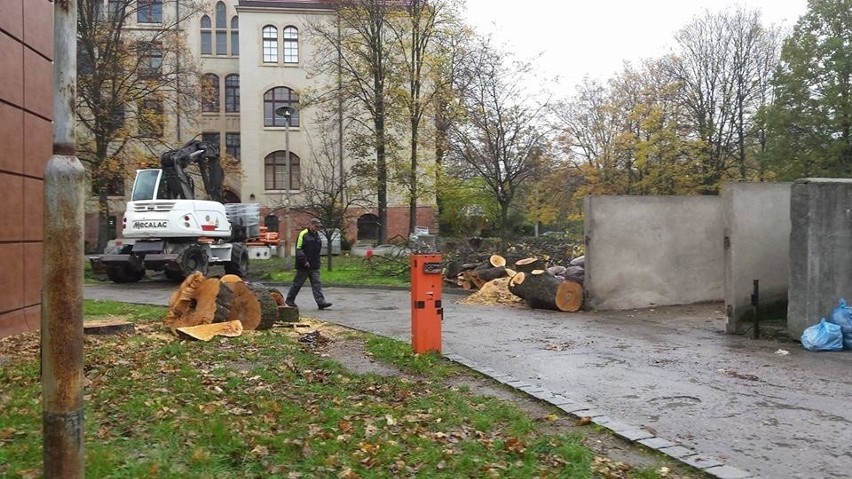 Politechnika wycina zdrowe drzewa. Rozpoczęto budowę parkingu [ZDJĘCIA]