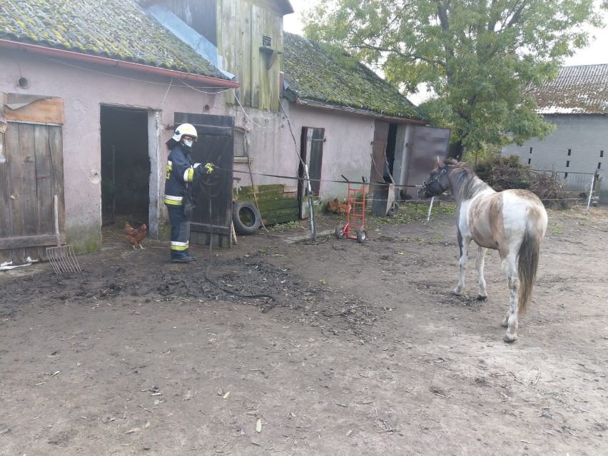 Koń wpadł do piwnicy budynku w Krusinie w gminie Lisewo