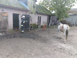 Krusin - koń wpadł do piwnicy. Strażacy pospieszyli z pomocą  - zobaczcie zdjęcia