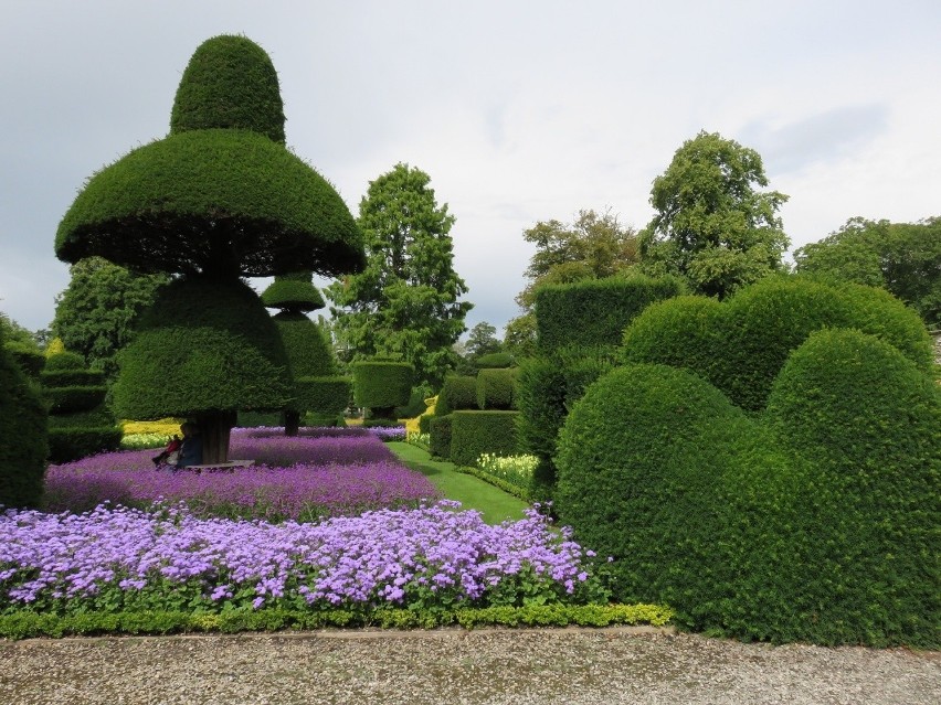 Topiary, czyli specjalnie formowane krzewy mogą być wielką...