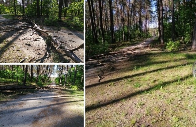 Zdjęcia drzewa, które przewróciło się na rowerzystkę na wysokości ul. Sieciowej na Osowej Górze w Bydgoszczy.