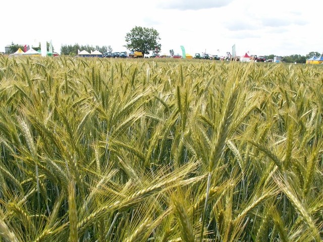 Aby uzyskać taki plon, warto poszerzać wiedzę np. na temat agrotechniki i uprawy zbóż