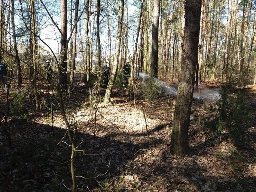 Pożar lasu w Bogutach-Żurawiach, 11.04.2020