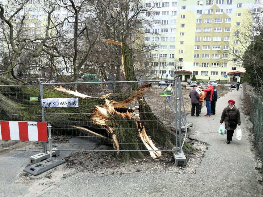 Dziś przed południem runął zabytkowy wiąz przy ul. Wiązowej....