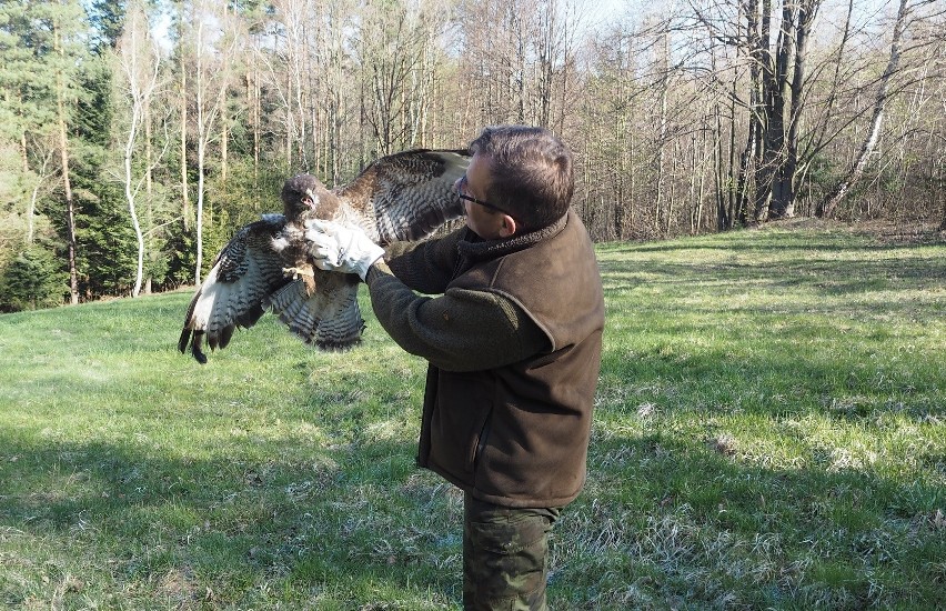 Wyleczony myszołów odzyskał wolność. Drapieżnik święta spędzi w lesie [ZDJĘCIA]