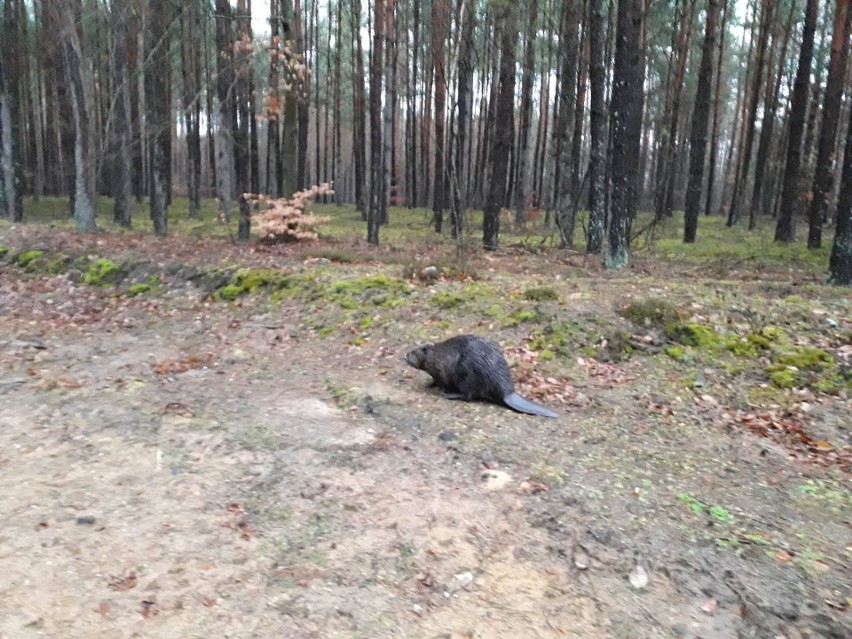 Ogromna część województwa lubuskiego porośnięta jest lasami....