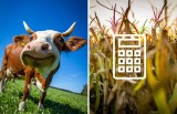 Stawki dopłat bezpośrednich 2022 są wyższe, bo kurs euro urósł. Ile do hektara i zwierząt dostaną rolnicy?