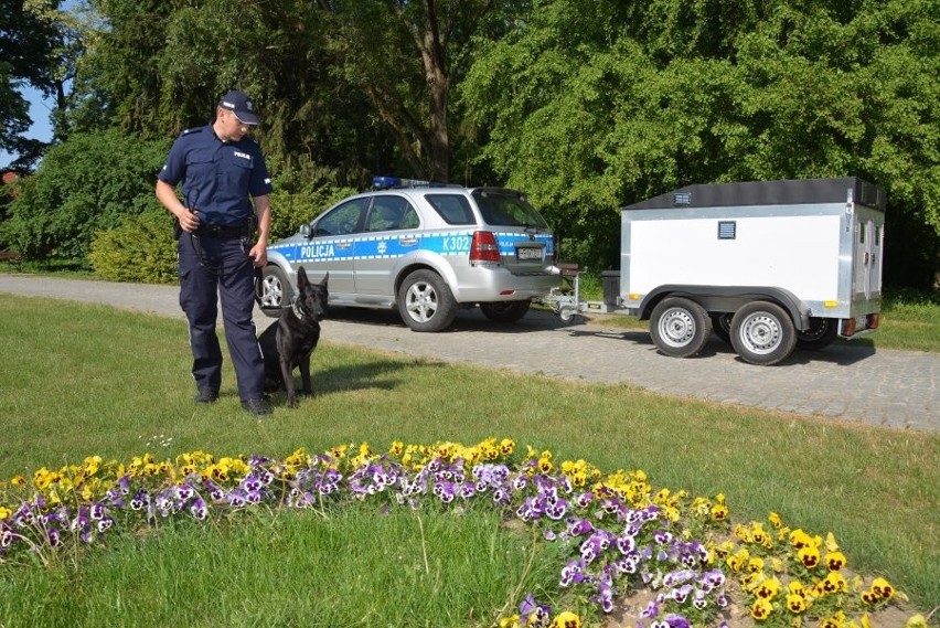 Do przewozu psa służy specjalna przyczepa, która chroni go...