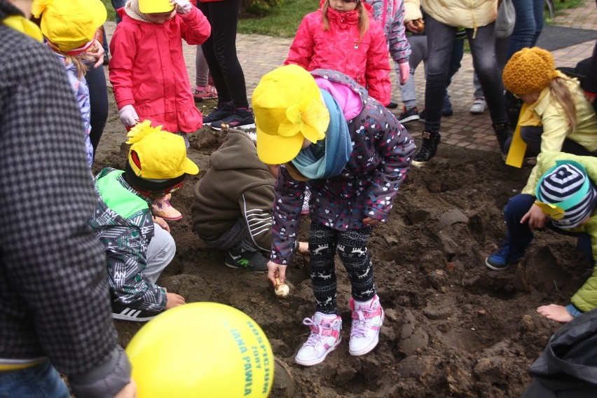 W Żorach zasadzili prawie 1000 żonkili, tworząc "Pole Nadziei" przy hospicjum