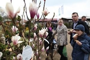 Chętnie kupowaliśmy magnolie