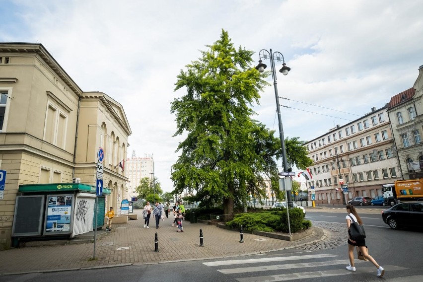 Ponadstuletni miłorząb z Bydgoszczy ma szansę na tytuł Drzewa Roku