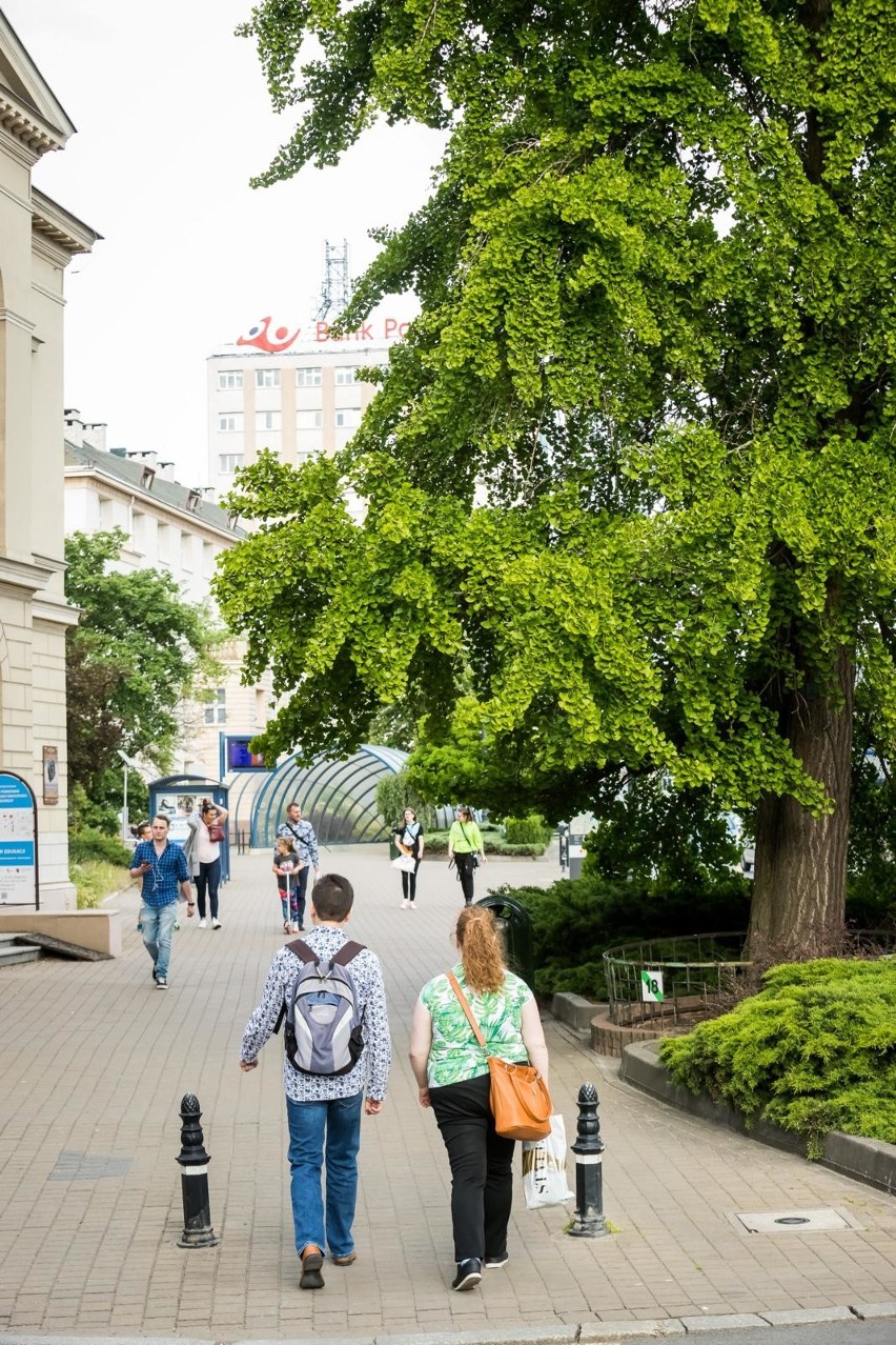Ponadstuletni miłorząb z Bydgoszczy ma szansę na tytuł Drzewa Roku